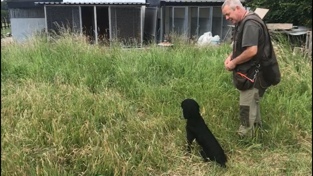 Gun Dog Training