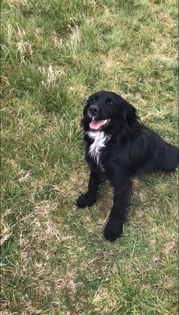 Gun Dog Training