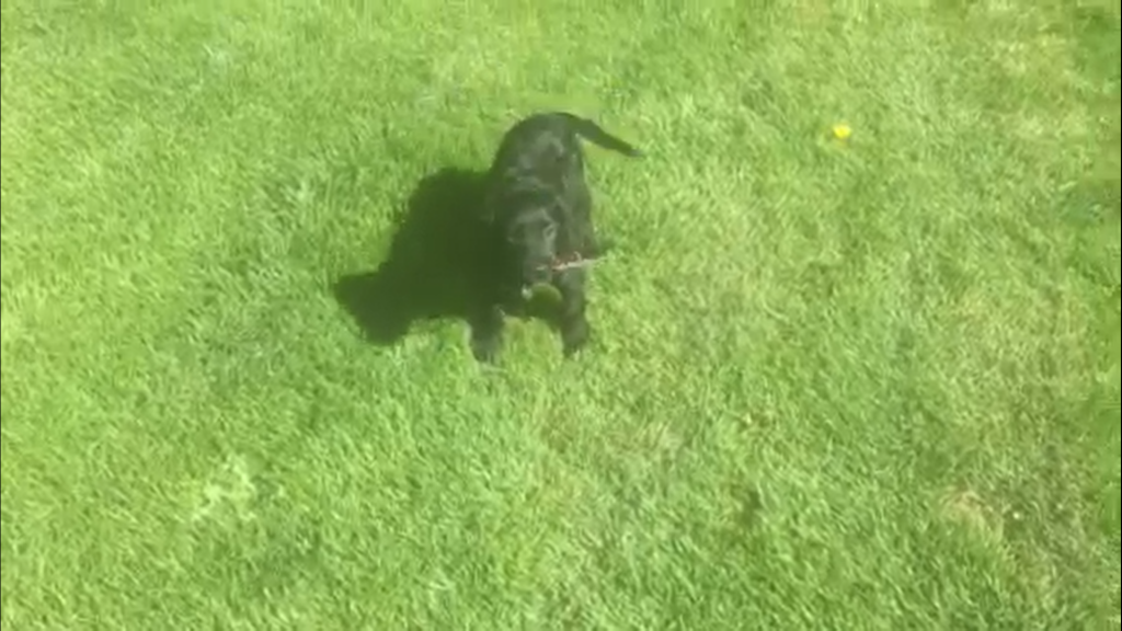 Pup Training