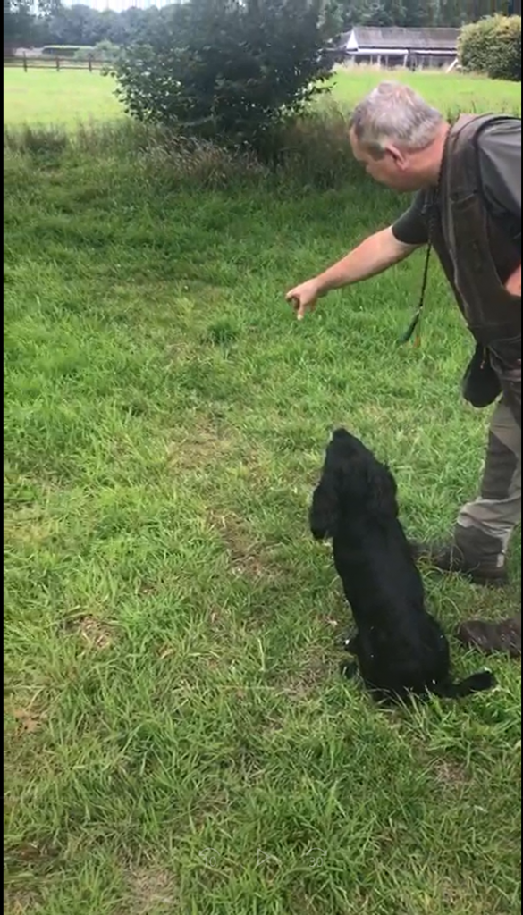 Gun Dog Training